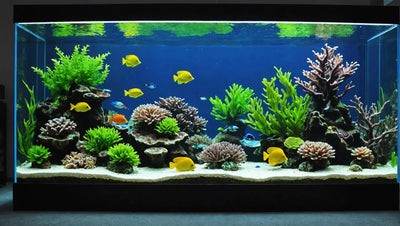 Enhance Your Aquatic Space with Beautiful Aquarium Decor