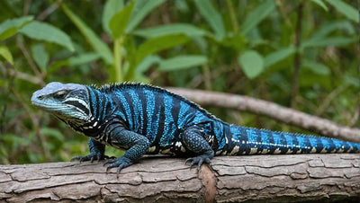 Blue Tegu Diet: A Comprehensive Guide