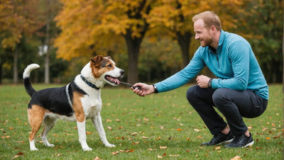 Dog Training 101: Tips and Tricks for Success