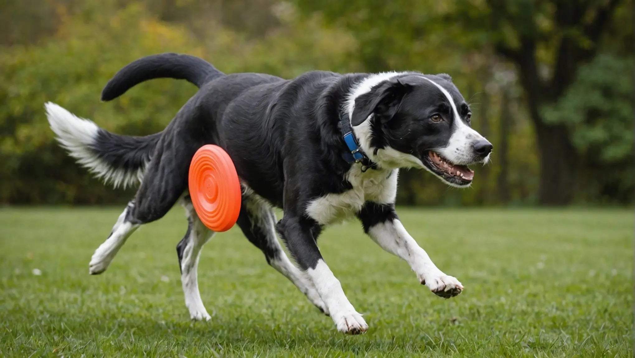 The Ultimate Guide to Frisbee Toys for Active Dogs