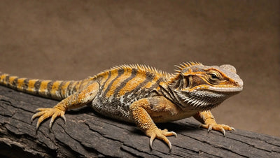 Top-5-Substrates-for-Bearded-Dragons-Explained Talis Us