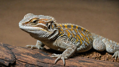 Bearded Dragon Rescue: Saving and Rehabilitating Reptiles