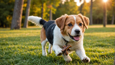 Natural Chews for Dogs: Healthy and Long-Lasting Entertainment