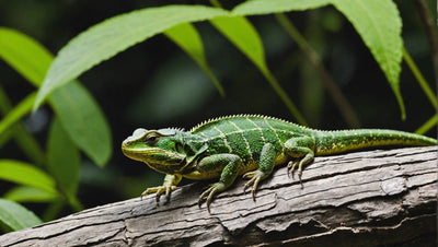 Basking Spot for Reptiles