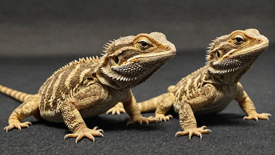 Essential-Foods-for-Juvenile-Bearded-Dragons Talis Us