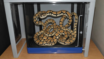 Choosing the Best Ball Python Egg Incubator