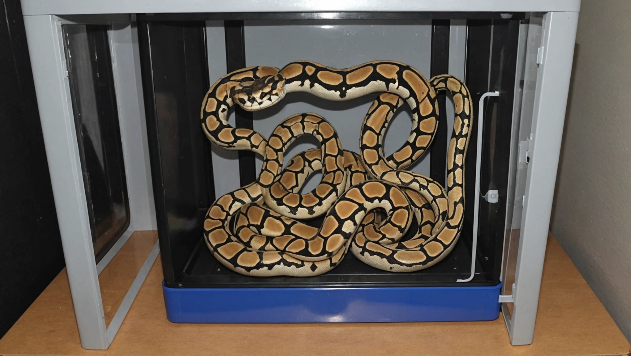 Choosing the Best Ball Python Egg Incubator