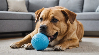 The Best Dog Toy for Aggressive Chewers: Top 5 Options