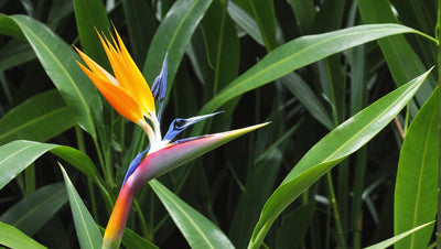 How much light does a bird of paradise need