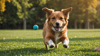 Enhance Your Dog's Playtime with the Best Balls and Fetch Toys