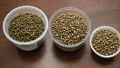 Bearded Dragon Food: Pellets vs. Live Food