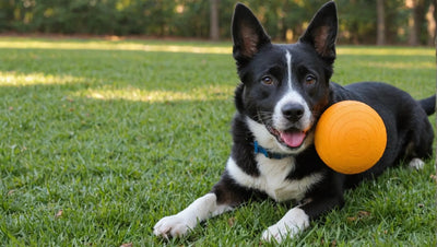 Bark Dog Toys: The Perfect Playtime for Your Pup