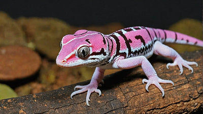 Find Your Perfect Pet: Pink Leopard Geckos for Sale