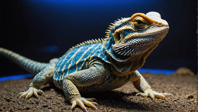 Bearded Dragon UV Light: A Guide to Proper Lighting for Your Pet