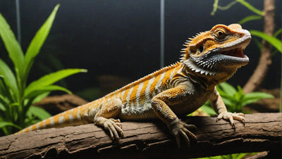 Choosing the Right Bearded Dragon Tank: A Comprehensive Guide