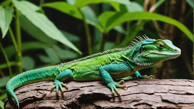 Chinese Water Dragon Habitat: A Guide to Creating the Perfect Environment