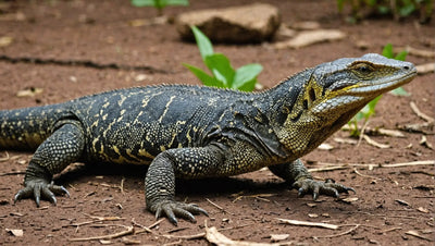 Monitor Lizard Diet: What Do They Eat?