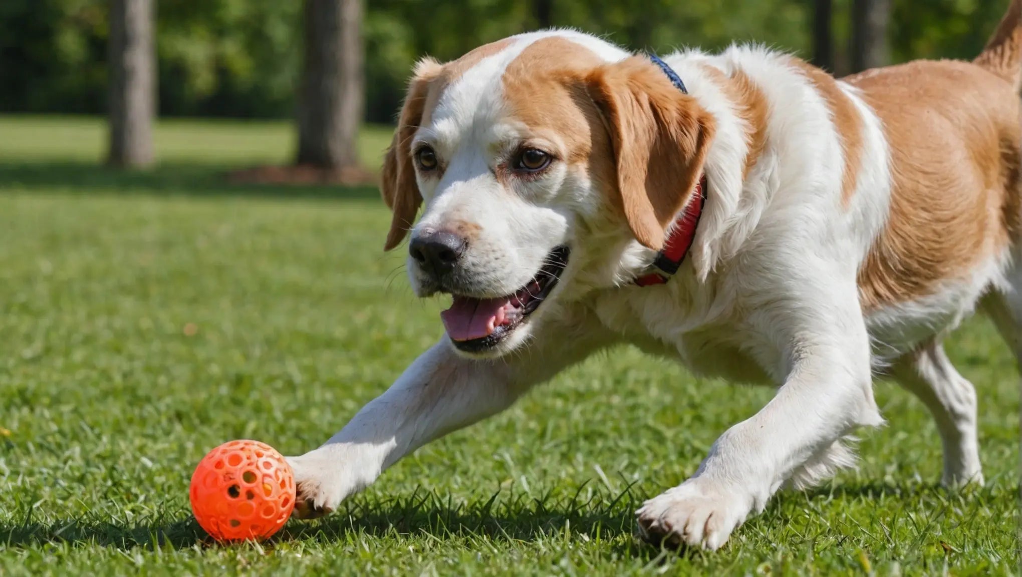 Prevent Boredom in Dogs with Engaging Toys