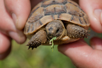 Are Red Lights Bad for Reptiles? What You Need to Know