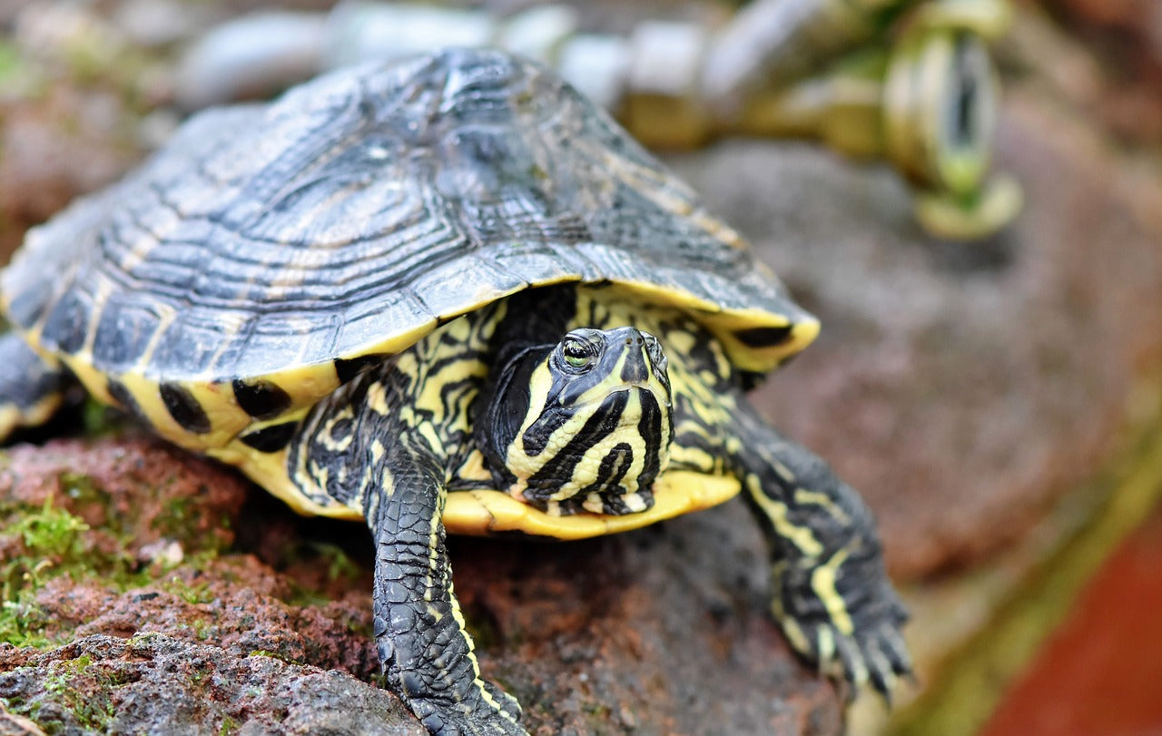 How to Care for a Tortoise