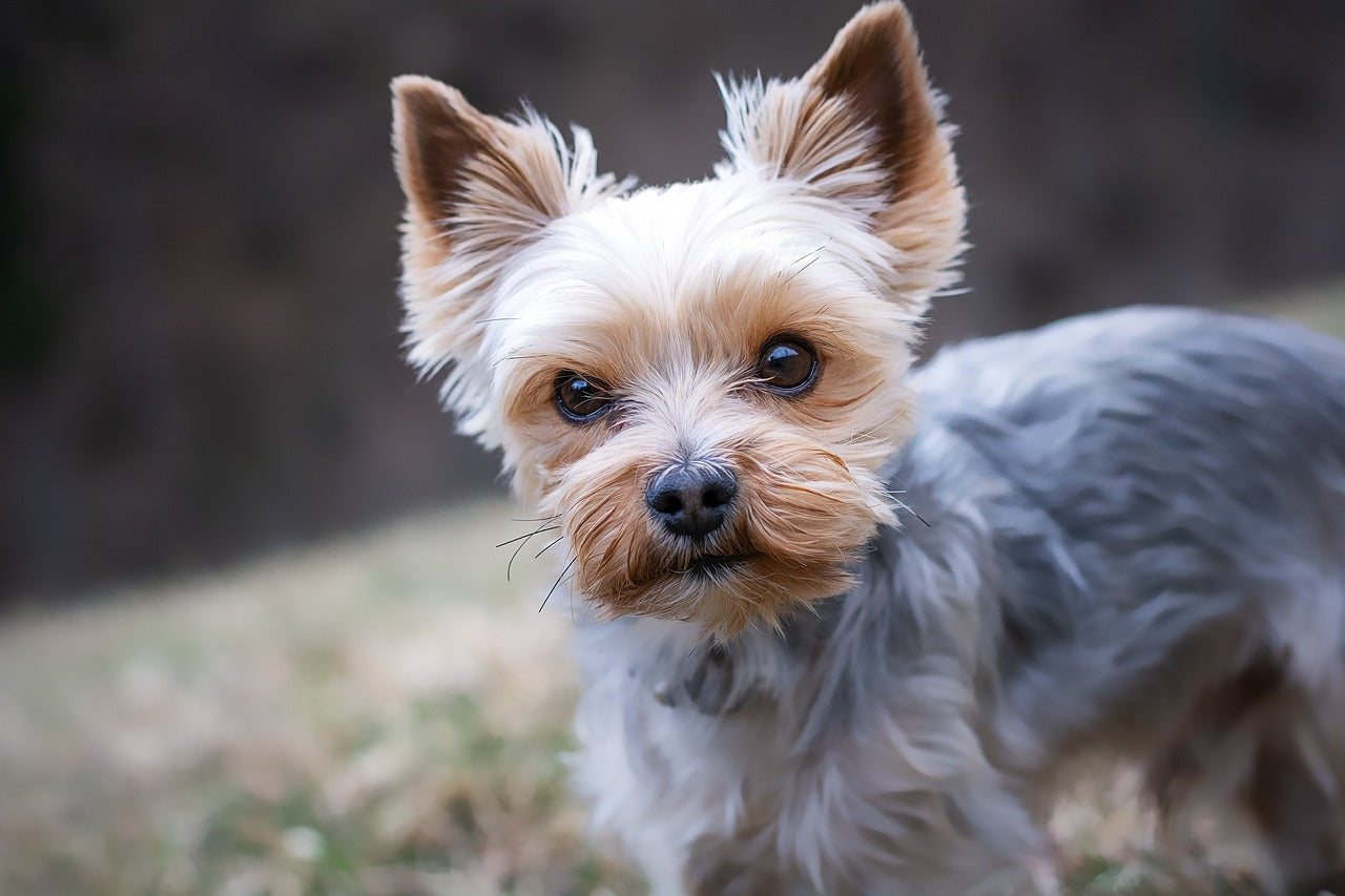 10 Must-Have Dog Accessories for Small Breeds