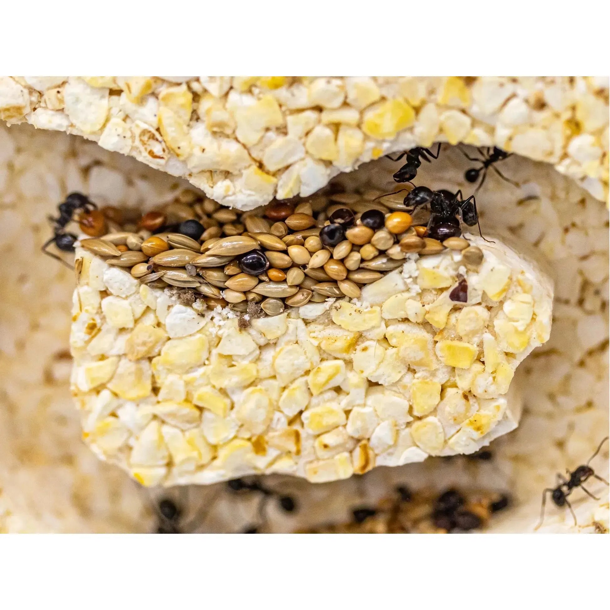 ANTCUBE Starter Set for Harvester Ants – L – Popcorn Antcube