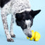 BARK Fowl Play Dog Toys BARK