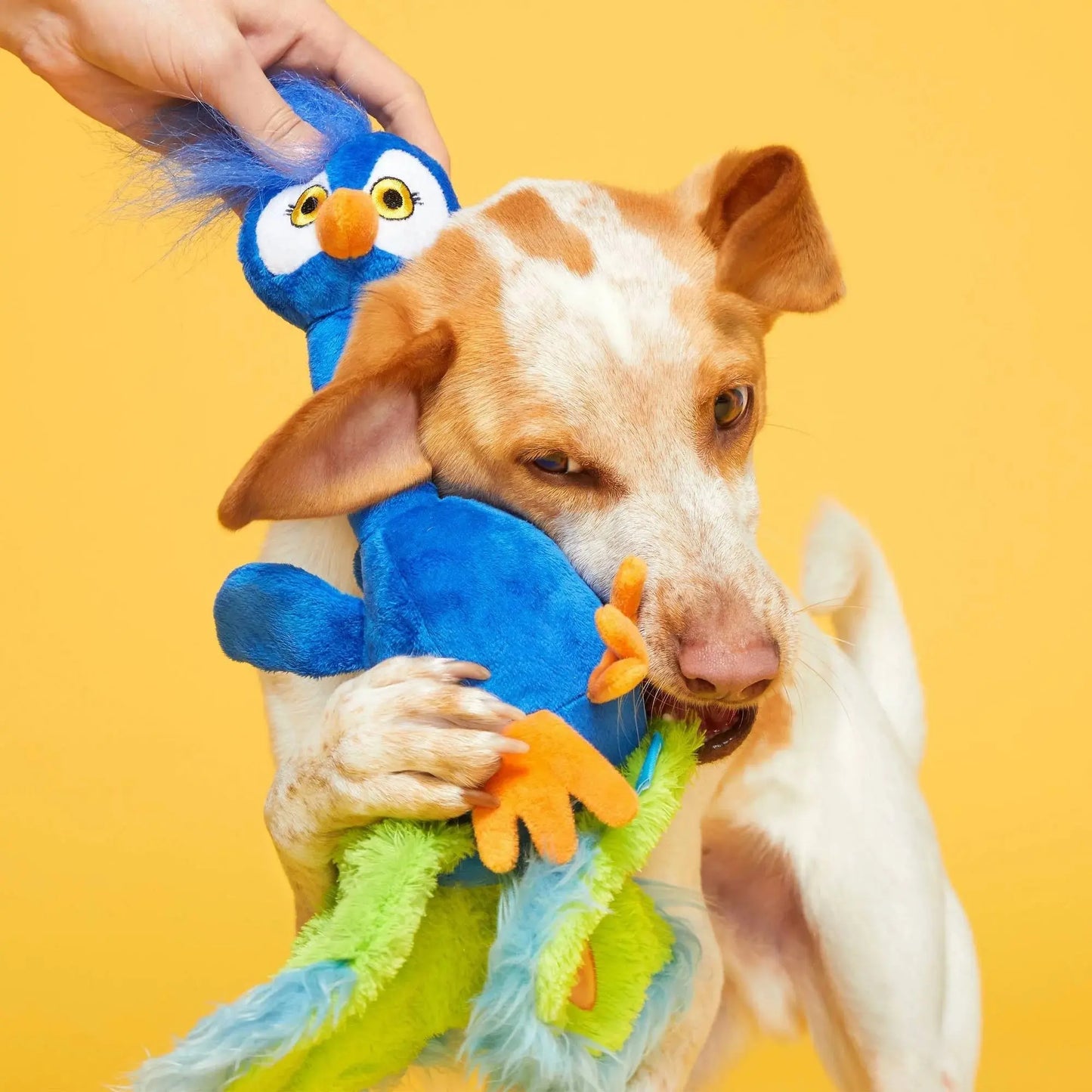 BARK Pop Peacock Dog Toys BARK