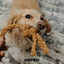 Canophera Coconut Rope Toys for Dogs CANOPHERA