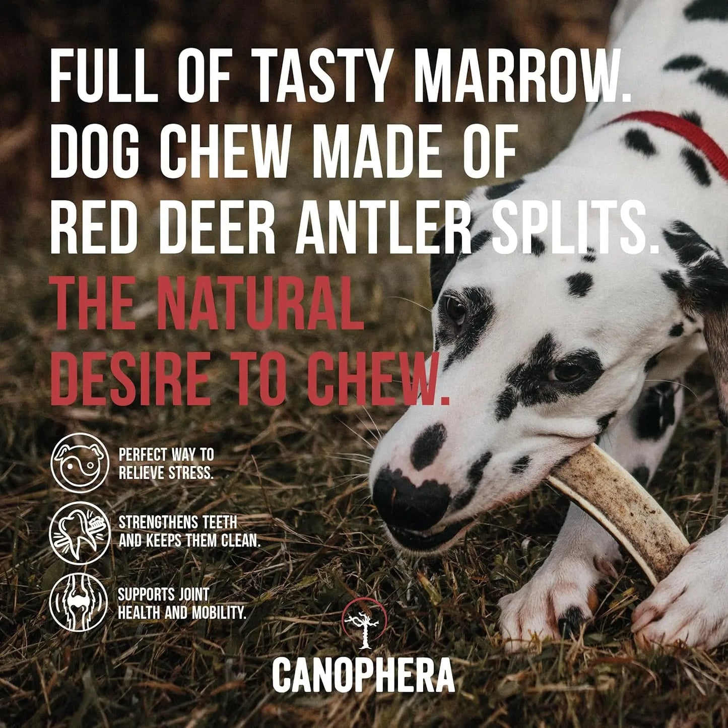 Canophera Split Red Deer Antler for Dogs CANOPHERA