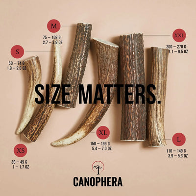 Canophera Whole Red Deer Antler Dog Chew CANOPHERA