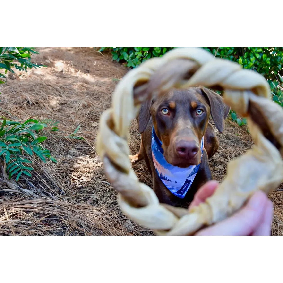 Dogginstix Braided Sticks Lamb Collagen Ring for Dogs Case of 40 Dogginstix