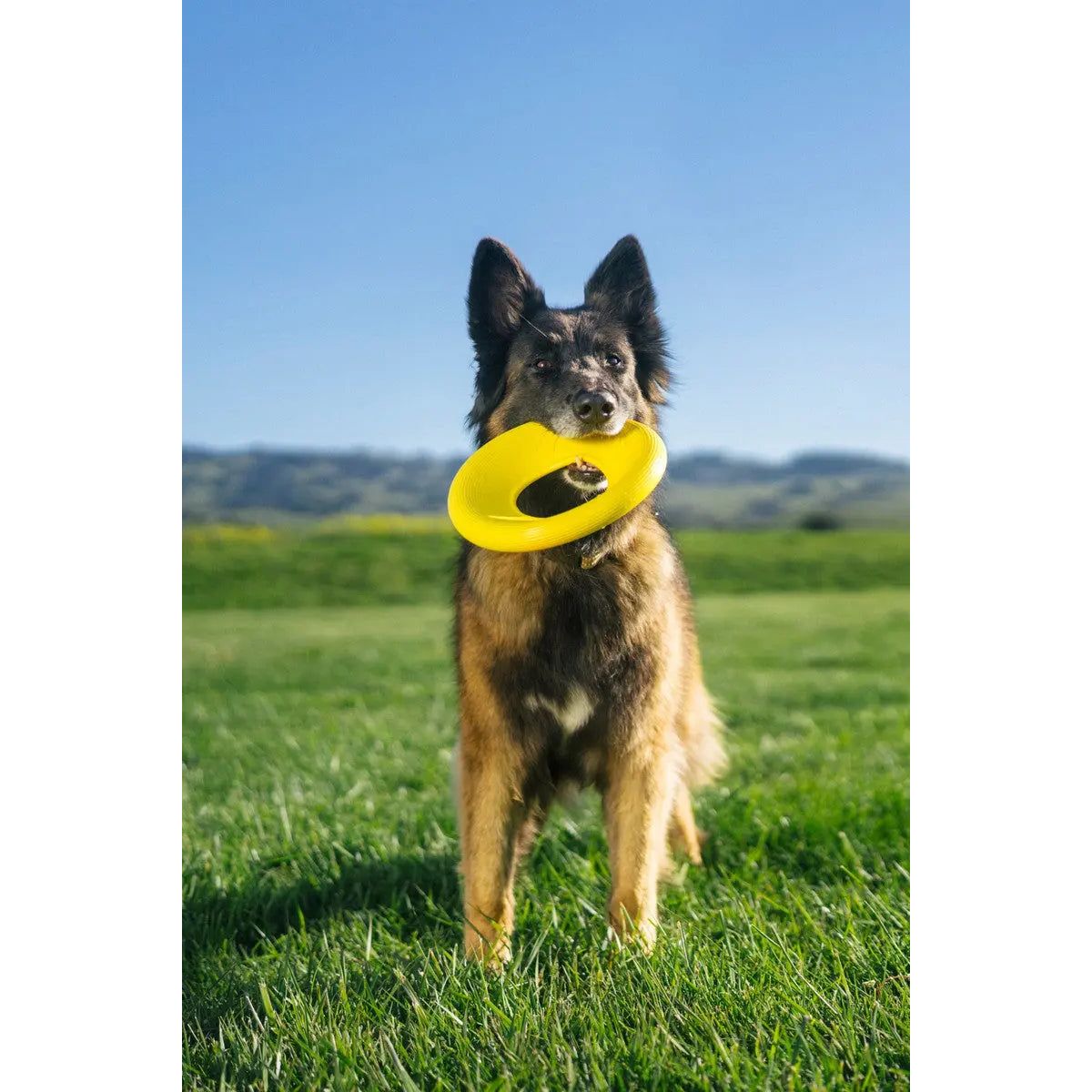 Earth Rated Dog Flyer Toy Yellow TPE Earth Rated