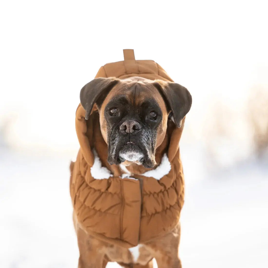 GF Pet Arctic Parka Dog Jacket GF Pet