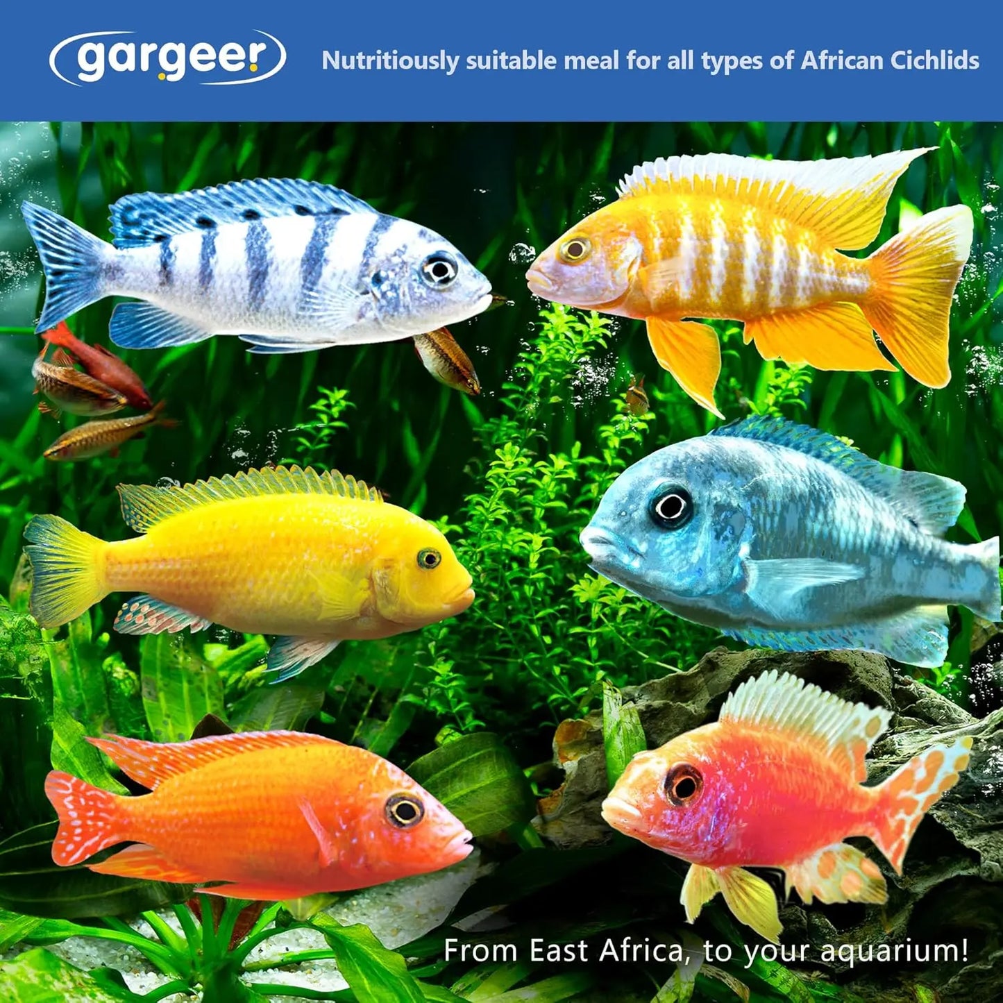 Gargeer Premium African Cichlid Food Balanced Diet for All Ages Gargeer