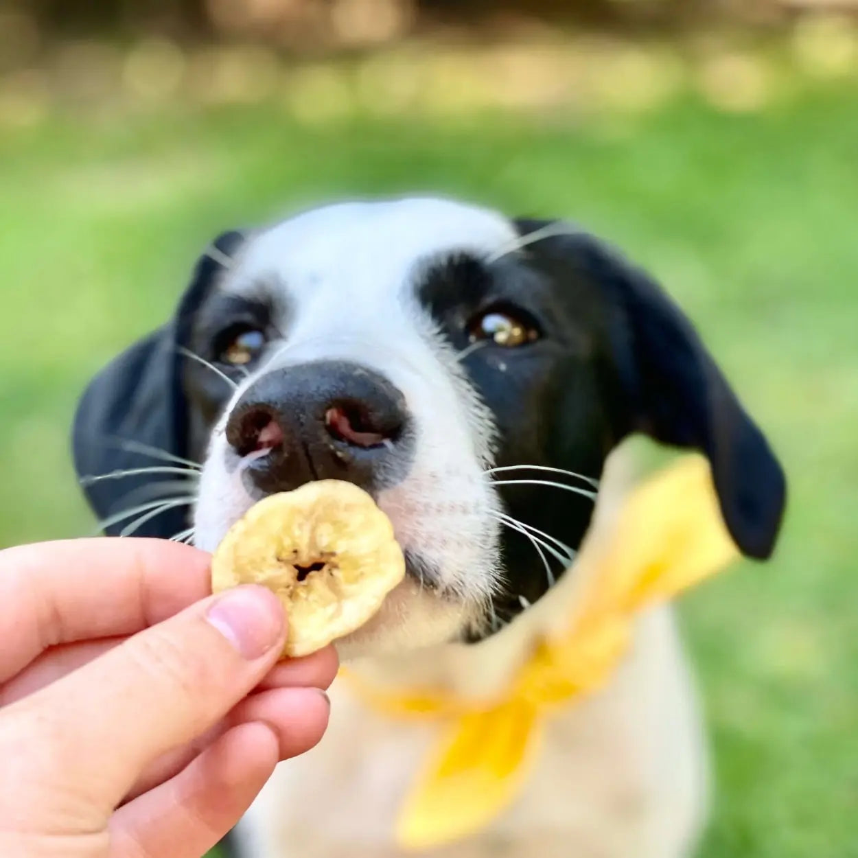 Healthybud Banana Crisps Dehydrated Vegan Training Dog Treats 5.3 Oz Healthybud