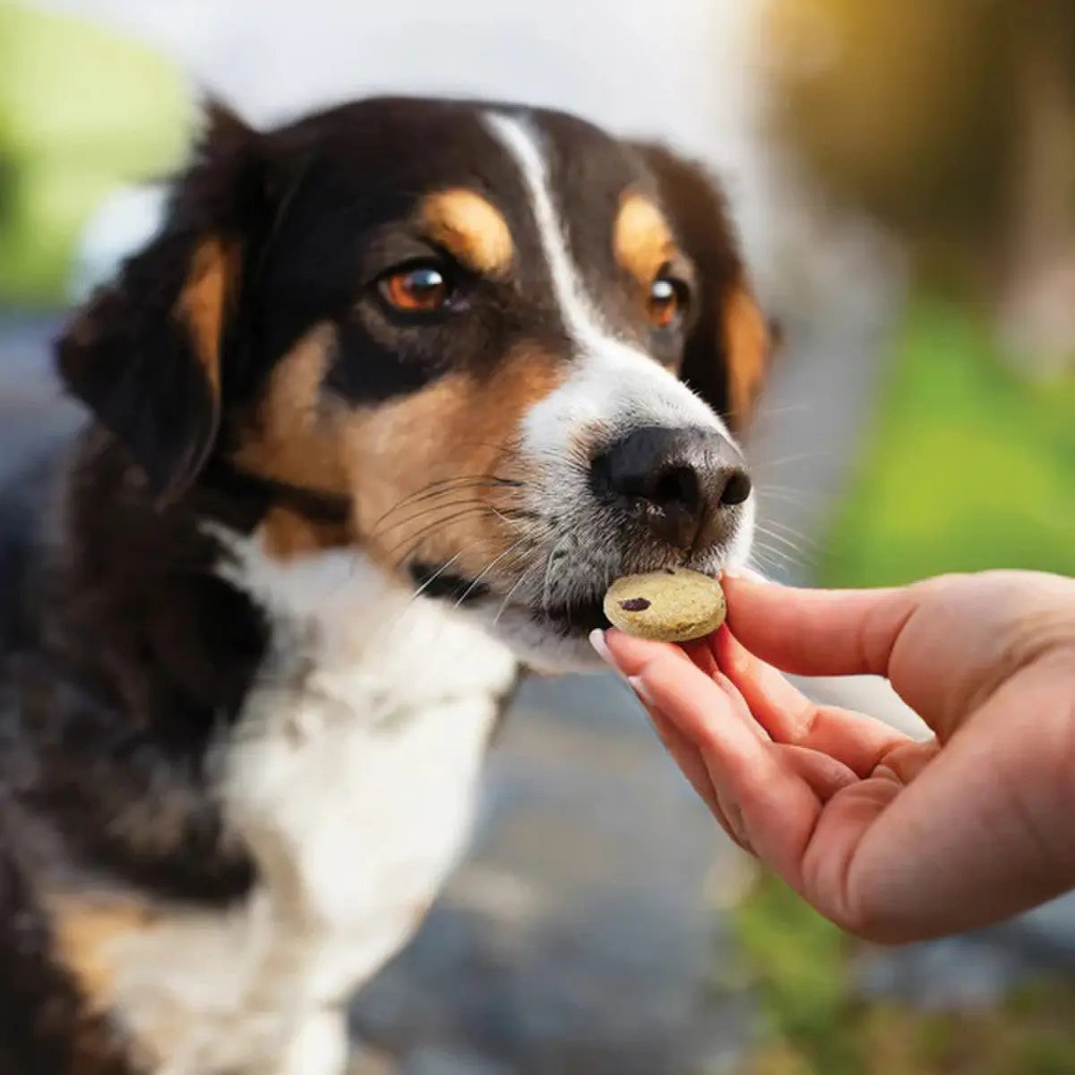 Honest To Goodness™ Plant Snacks Happy Feet Apple & Cinnamon Recipe Dog Treats 8oz Honest To Goodness