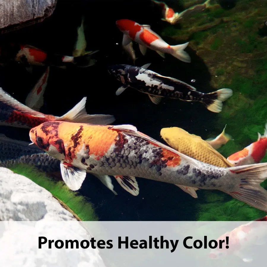 Kaytee® Koi's Choice Premium Fish Food Kaytee®