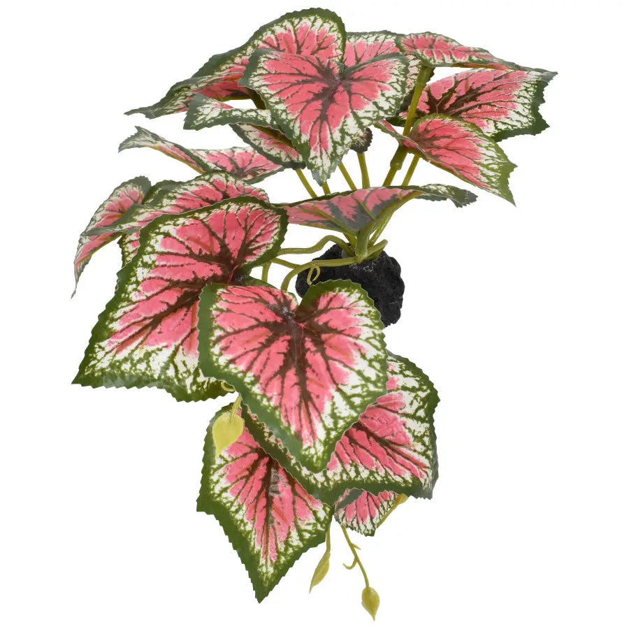 Komodo Standing Caladium Reptile Plant Decor 5 in Komodo