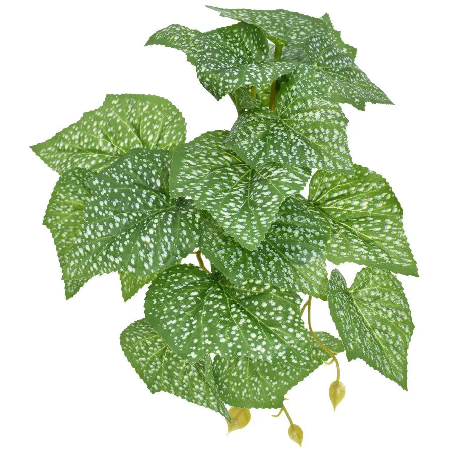 Komodo Standing Spotted Pothos Reptile Decor Plants 5 in Komodo