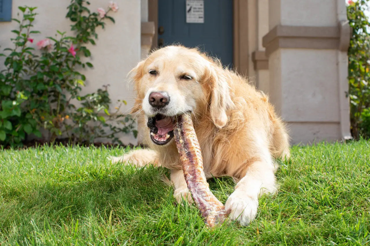 Natural Cravings USA Beef Trachea Dog Treat 6"-10" Barking Buddha