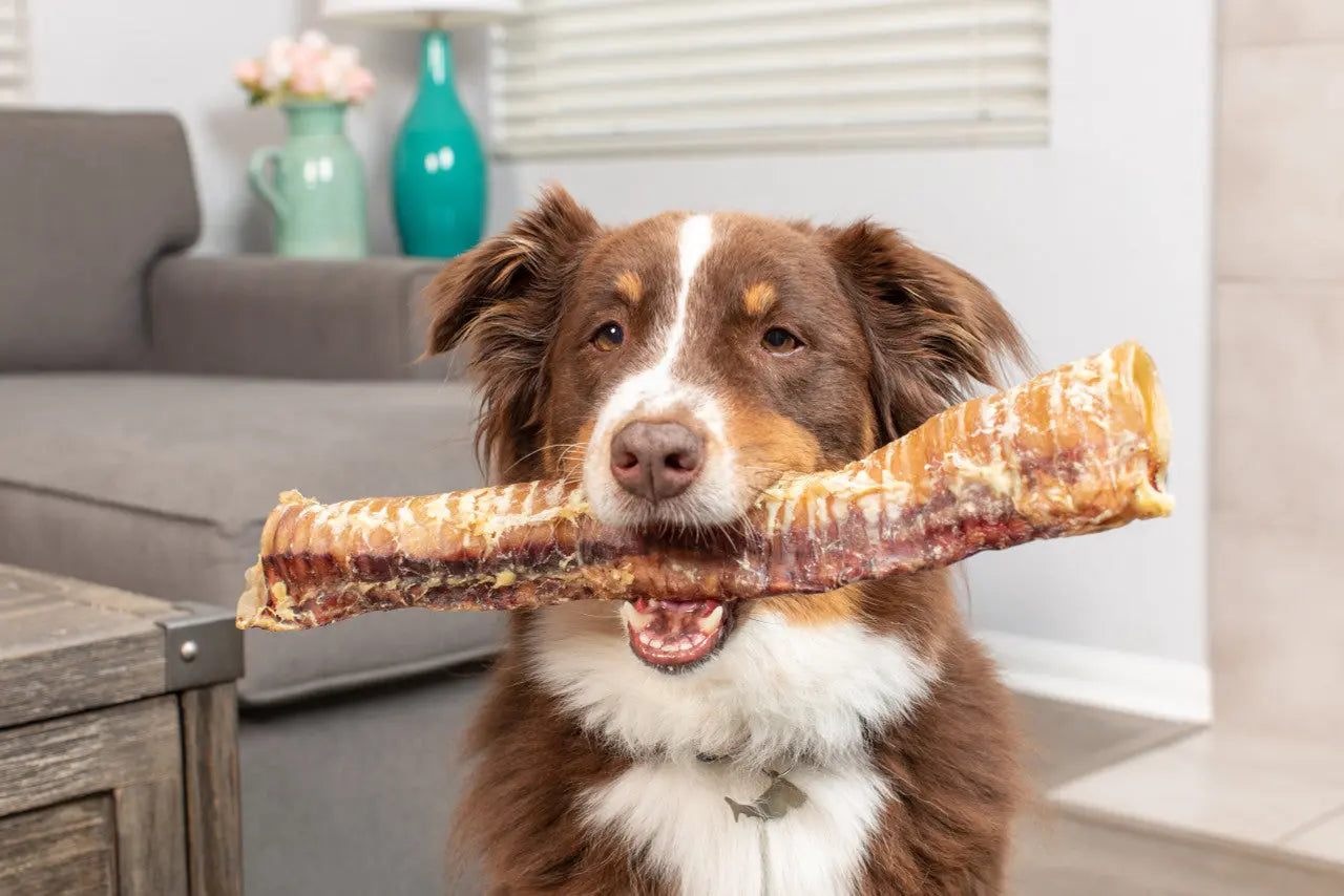 Natural Cravings USA Beef Trachea Dog Treat 6"-10" Barking Buddha