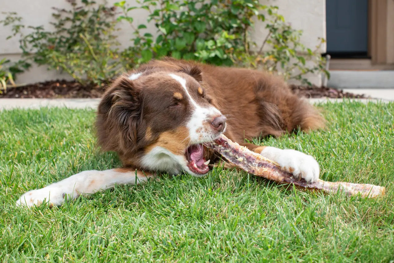 Natural Cravings USA Beef Trachea Dog Treat 6"-10" Barking Buddha