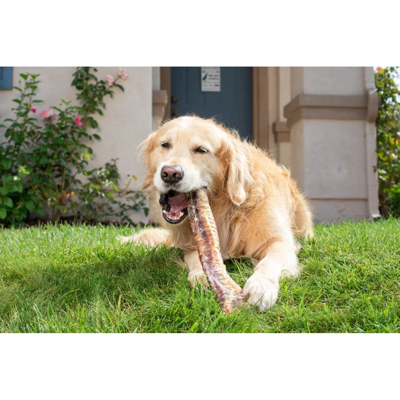 Natural Cravings USA Bison Trachea Dog Treats 12"-13" Half canoes Natural Cravings