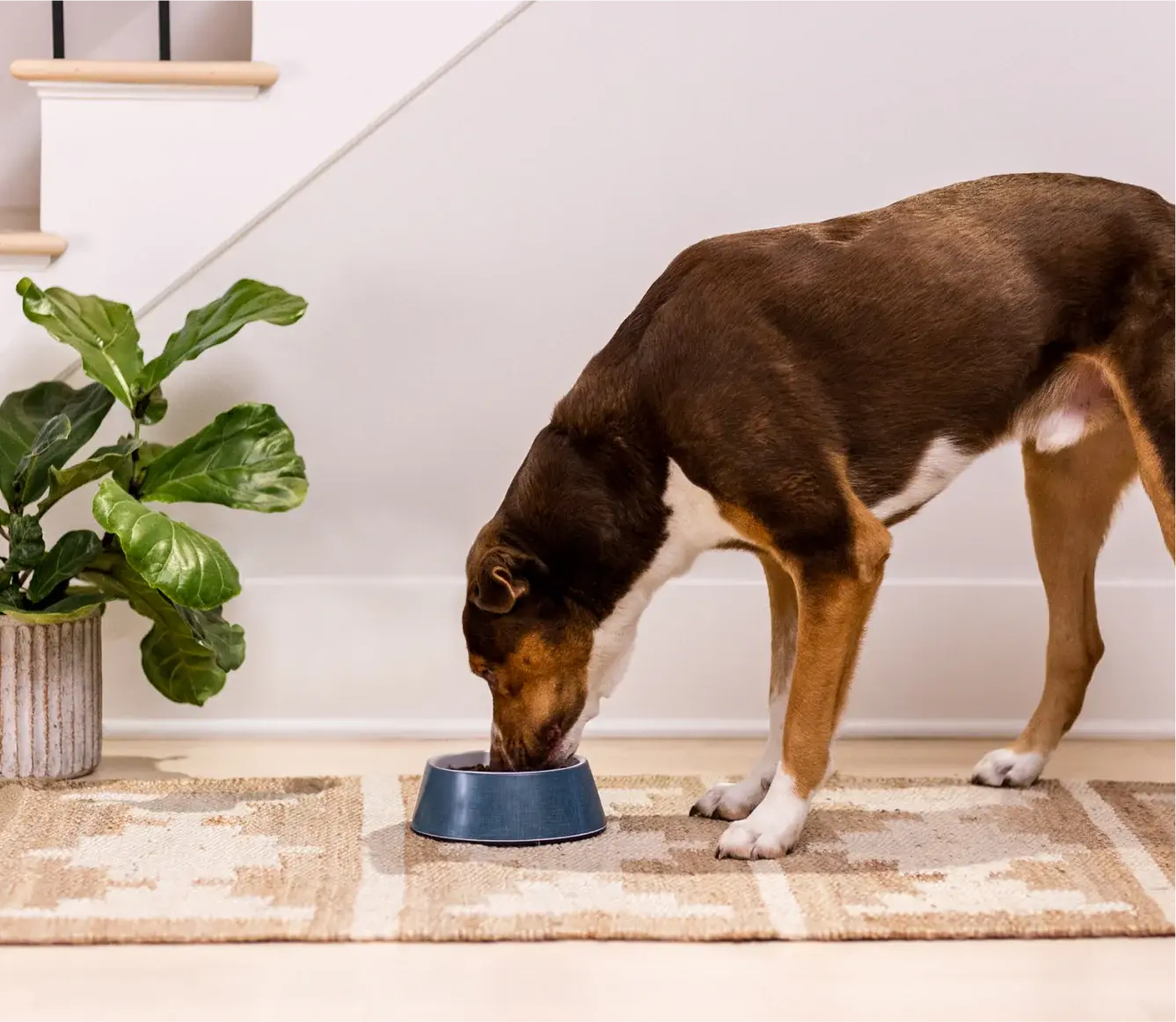 Open Farm New Zealand Venison and Ancient Grains Dry Dog Food Open Farm