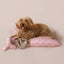 PetShop by Fringe Studio Eat Sleep Repeart Earth Friendly Dog Toy PetShop by Fringe Studio