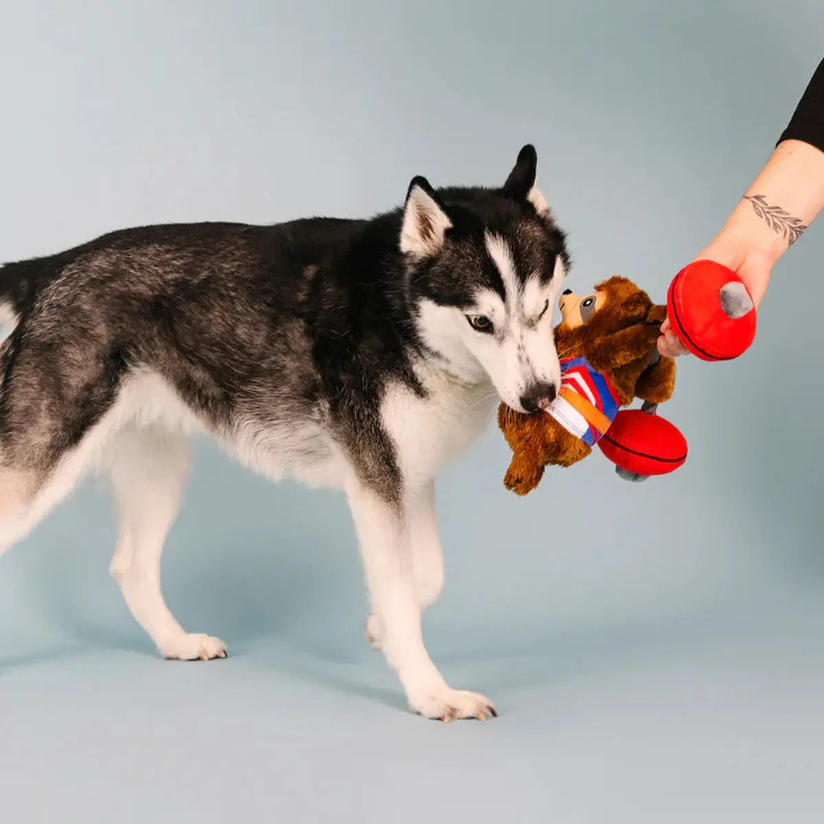 PetShop by Fringe Studio Hustle For That Muscle Plush Dog Toy PetShop by Fringe Studio