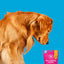 Project Hive Pet Company Hive Dog Training Treats Project Hive Pet Company