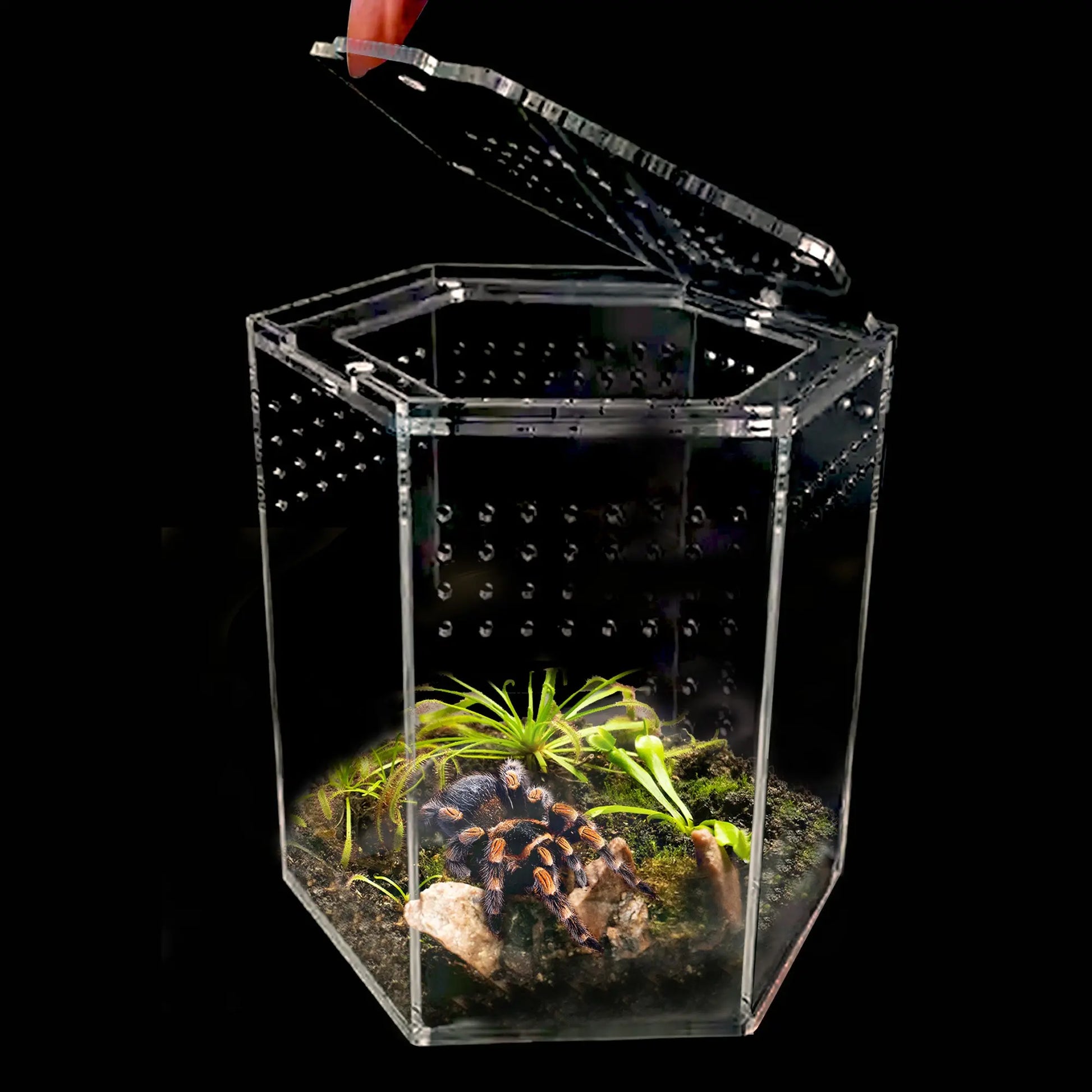 Talis-us Acrylic Hexagon Tarantula Enclosure Reptile Terrarium Talis Us