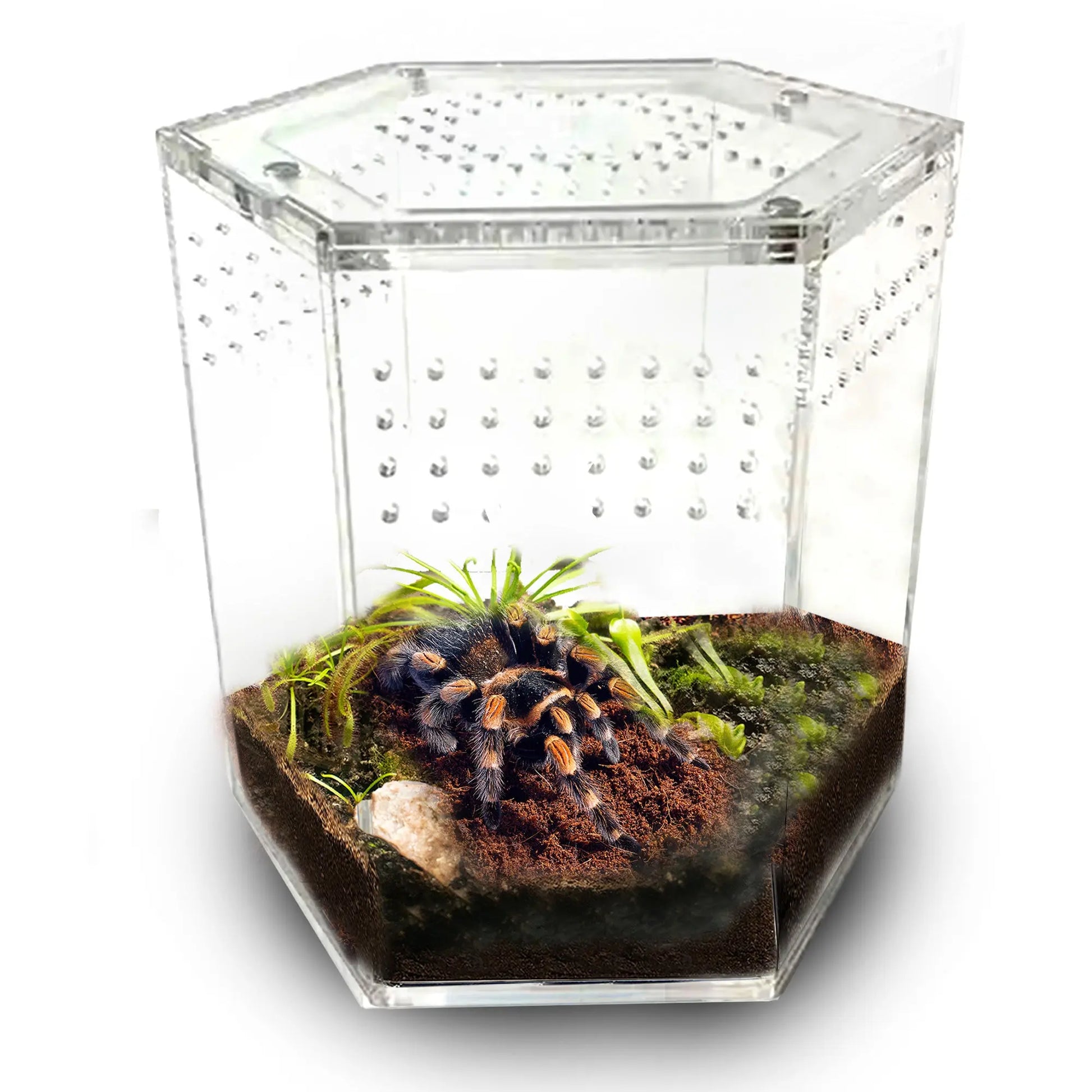 Talis-us Acrylic Hexagon Tarantula Enclosure Reptile Terrarium Talis Us